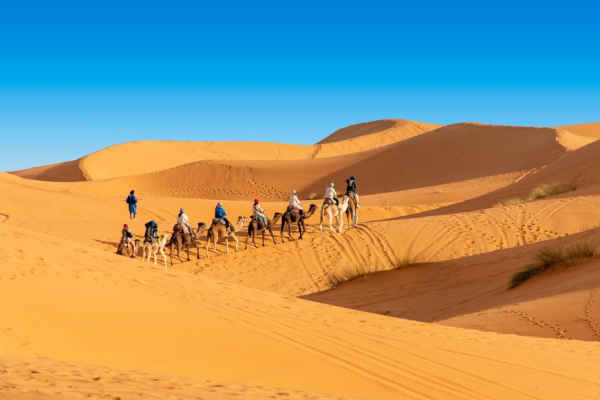 Camel trekking in the Sahara Desert during the Marrakech to Sahara Desert adventure in Morocco